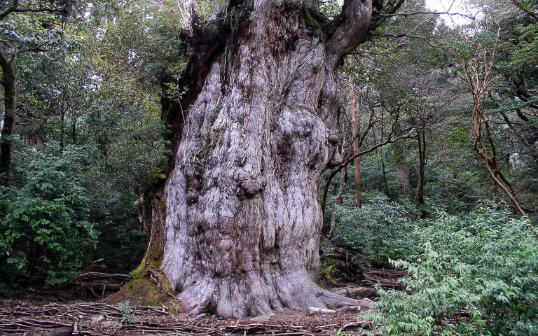 縄文杉トレッキング – 屋久島自然案内