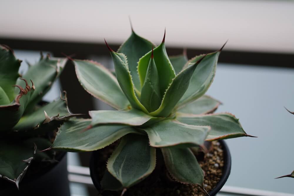 アガベ・雷神（Agave potatorum／ポタトルム）の種類、紹介 – ゆるぷ