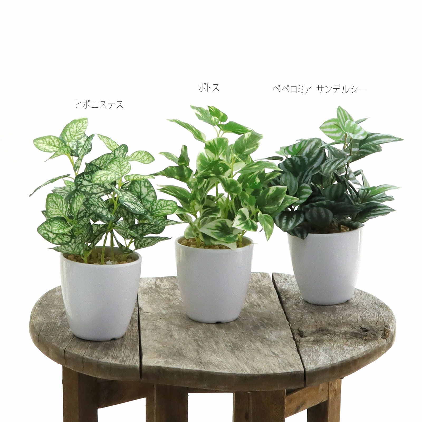 コーヒーの木 | プレミアム光触媒フェイクグリーン 造花ドットコム