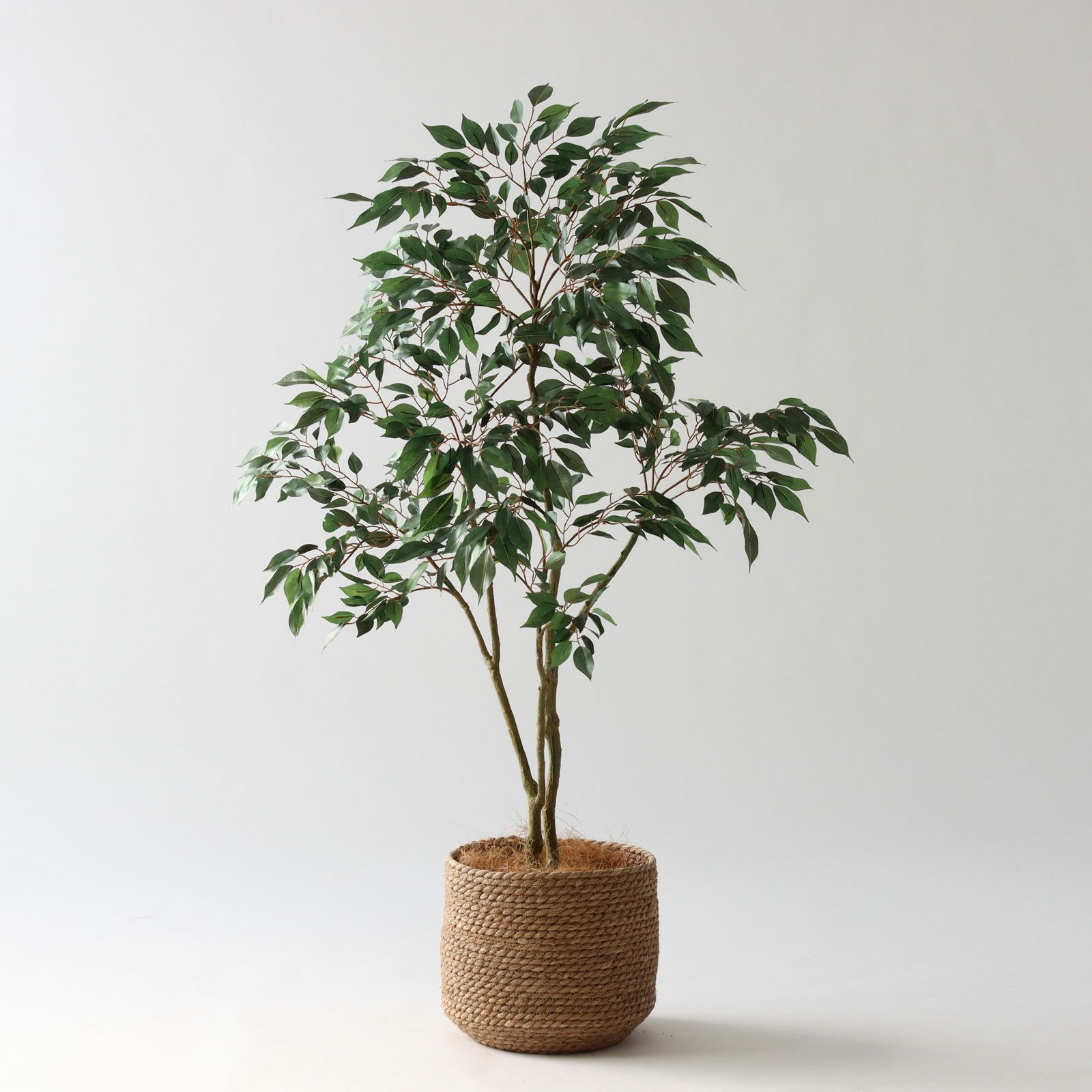 コーヒーの木 | プレミアム光触媒フェイクグリーン 造花ドットコム