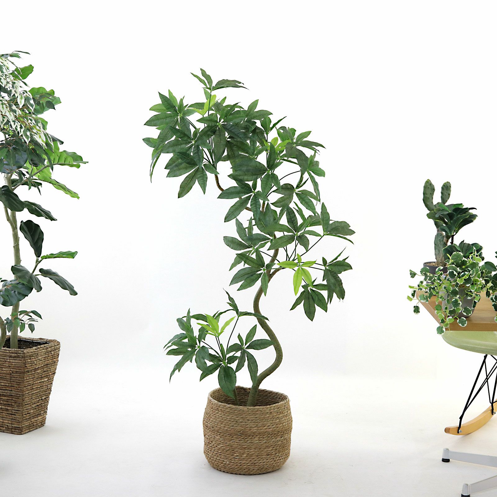 パキラ | プレミアム光触媒フェイクグリーン 造花ドットコム zouka.com