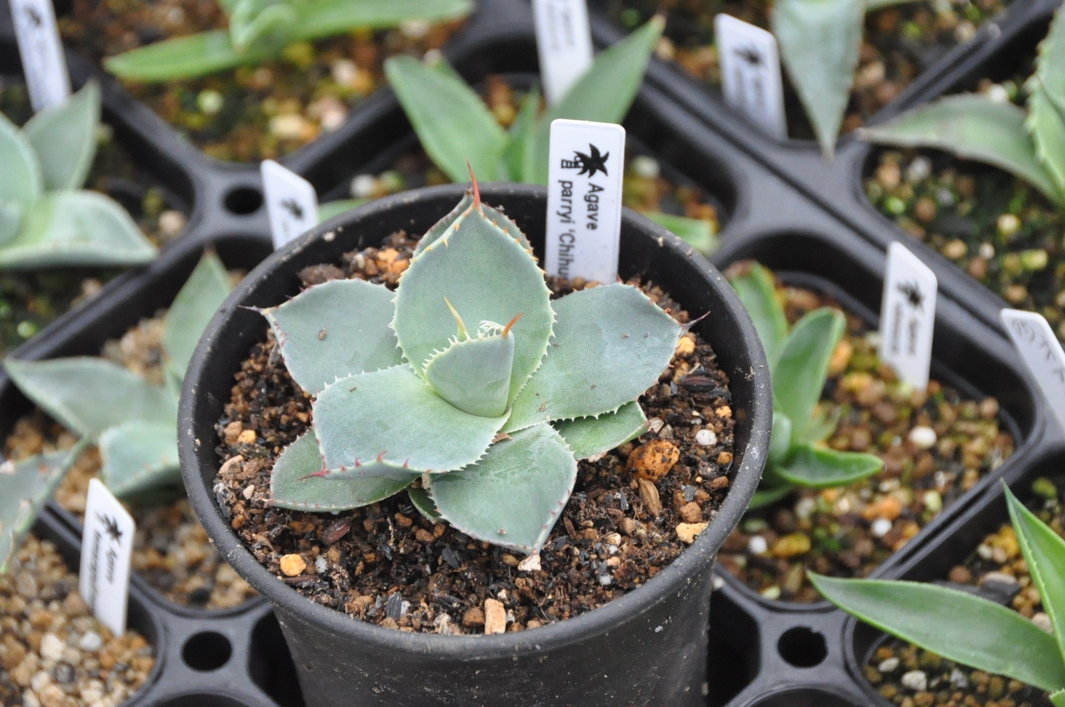 アガベ 品種紹介（Parryanae節）｜KKGREEN