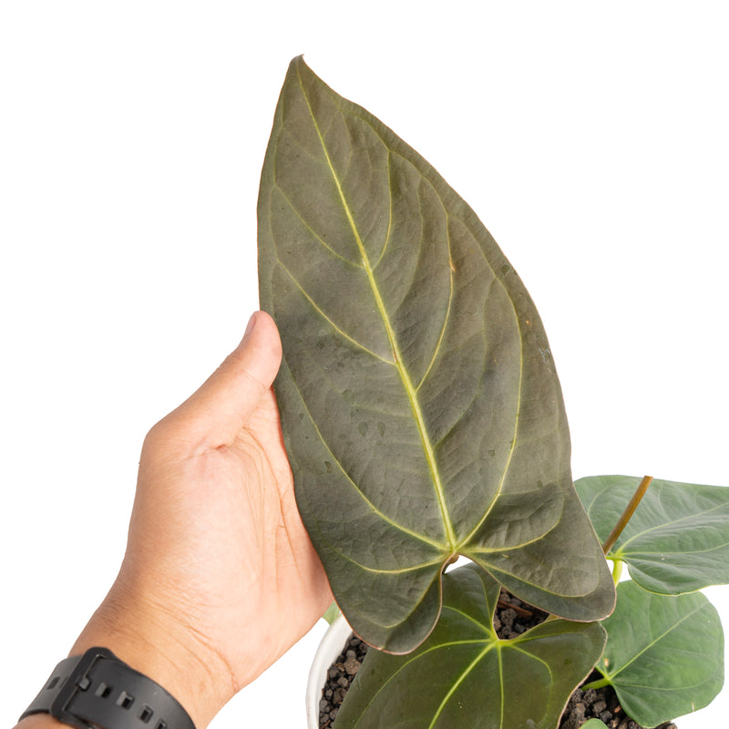 Anthurium papillilaminum x portillae – Aroid Market