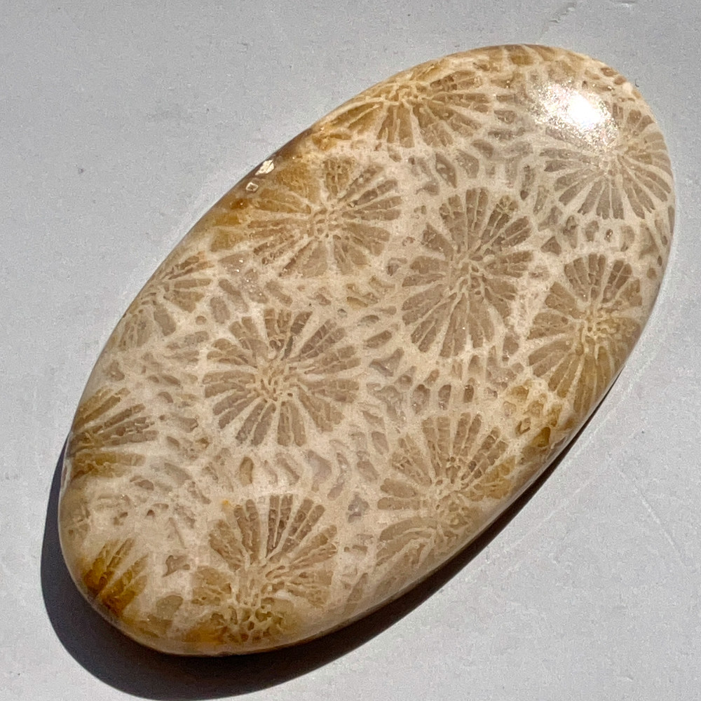 フォッシルコーラル[239] 44x25mm 61Cts 天然石ルース / 天然石ルース