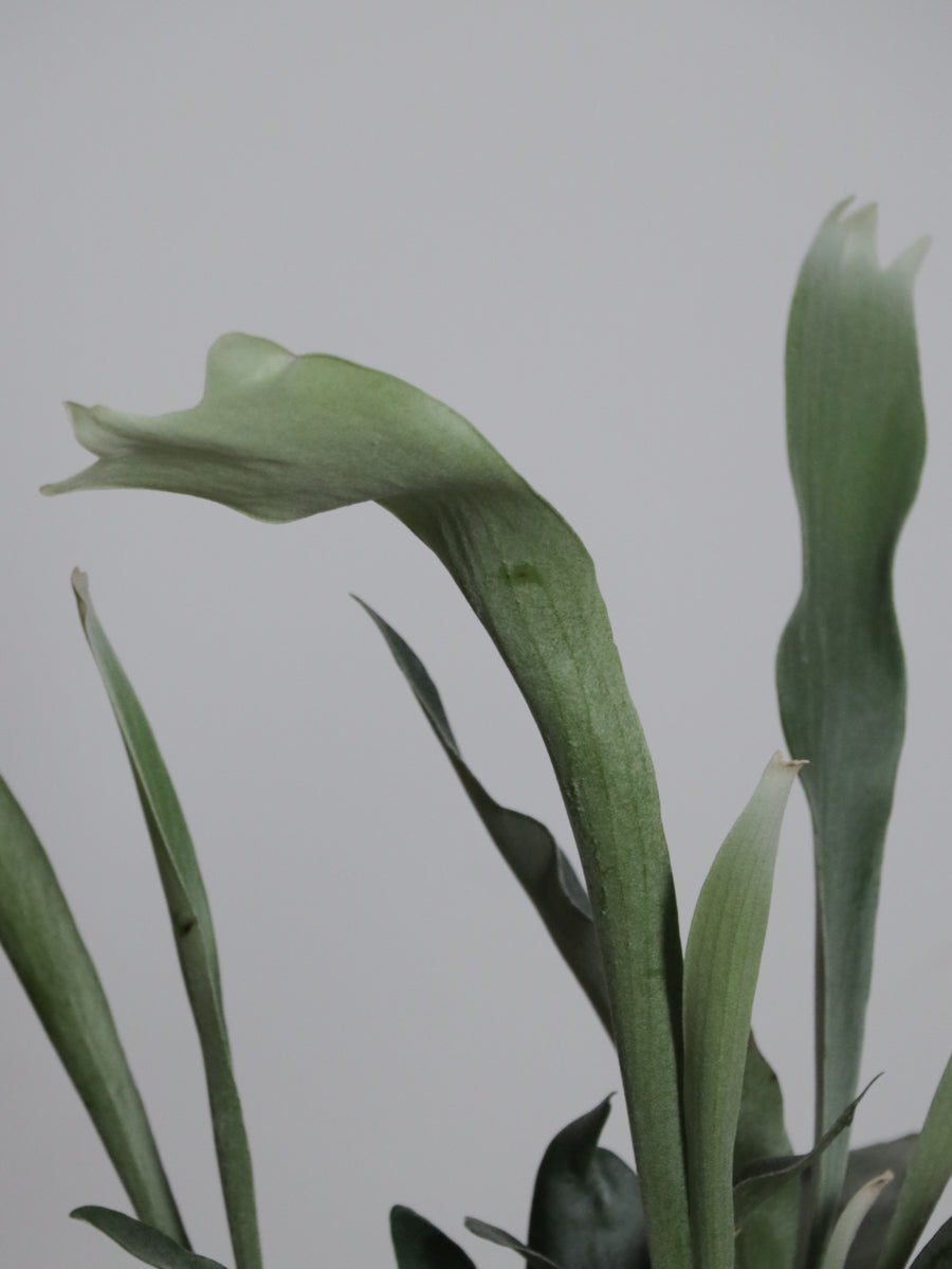 ビカクシダ ・ネザーランド