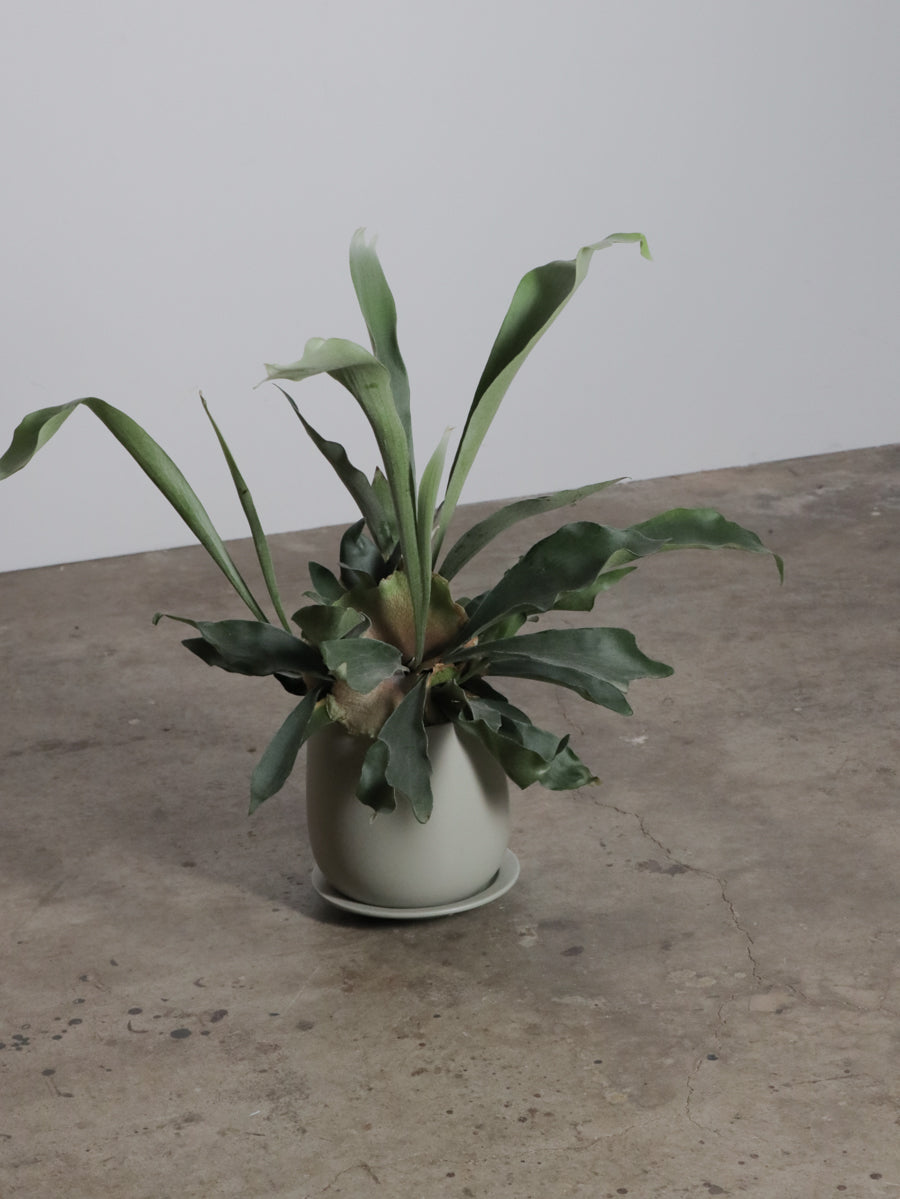 ビカクシダ ・ネザーランド