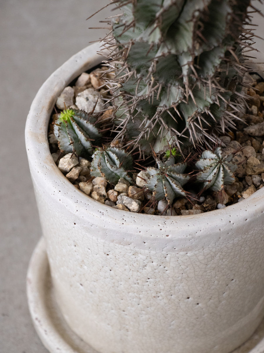 ユーフォルビア ホリダ