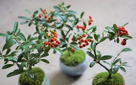 鉢皿色・鉄赤】 トキワサンザシ 常盤山査子 盆栽 植物 石木花 sw