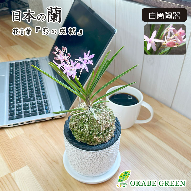 日本の蘭 富貴蘭（白筒陶器鉢）｜郵便局のネットショップ