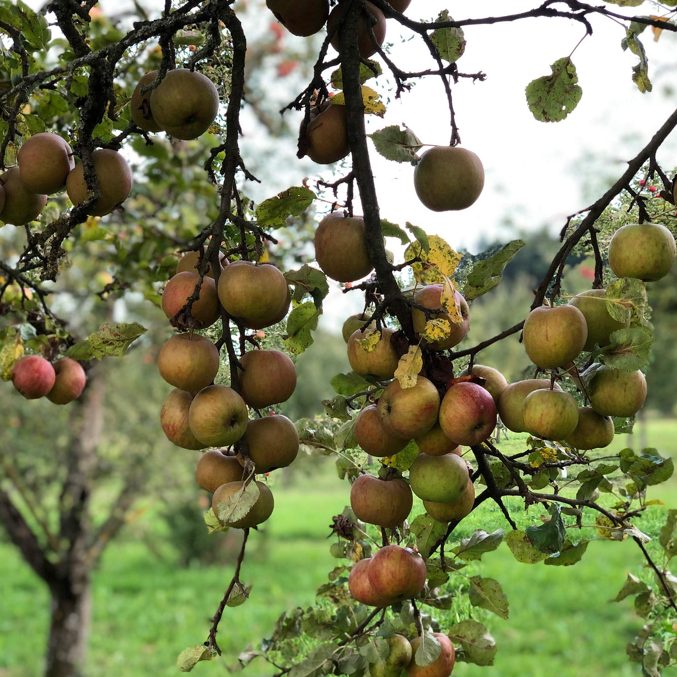 Jörg Geiger Cuvée Nr. 11 | Sparkling Non-Alcoholic Wine – Delmosa