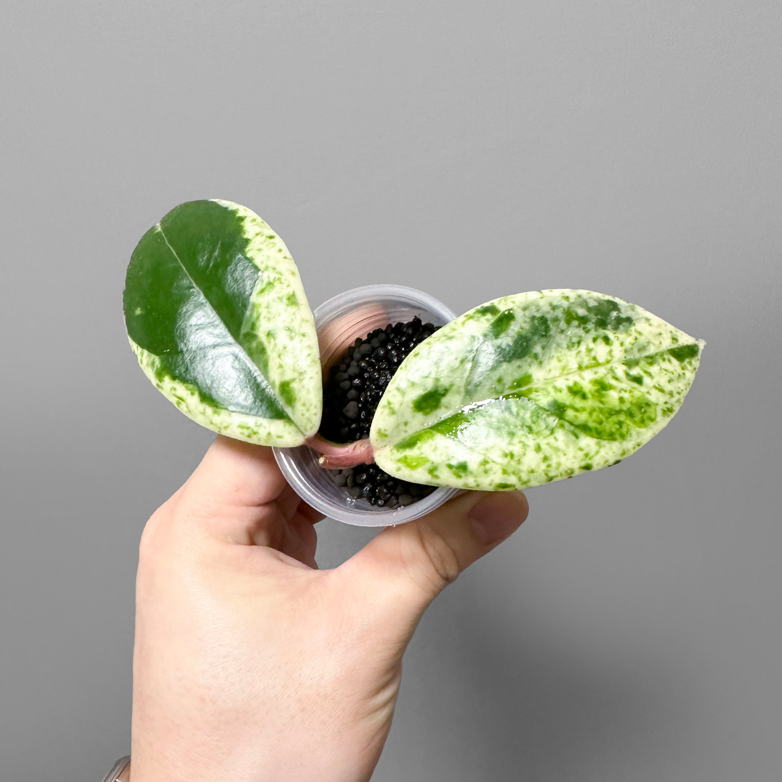 Hoya Carnosa Madara 'Snow Angel' – DingPlants