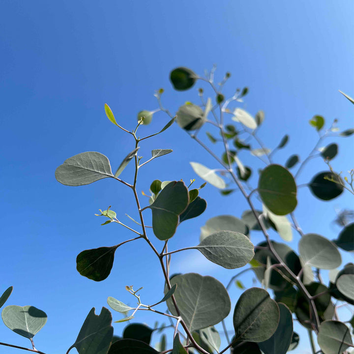 送料無料】ユーカリポポラス 10号鉢 大型商品 高さ約1.8m(鉢底から