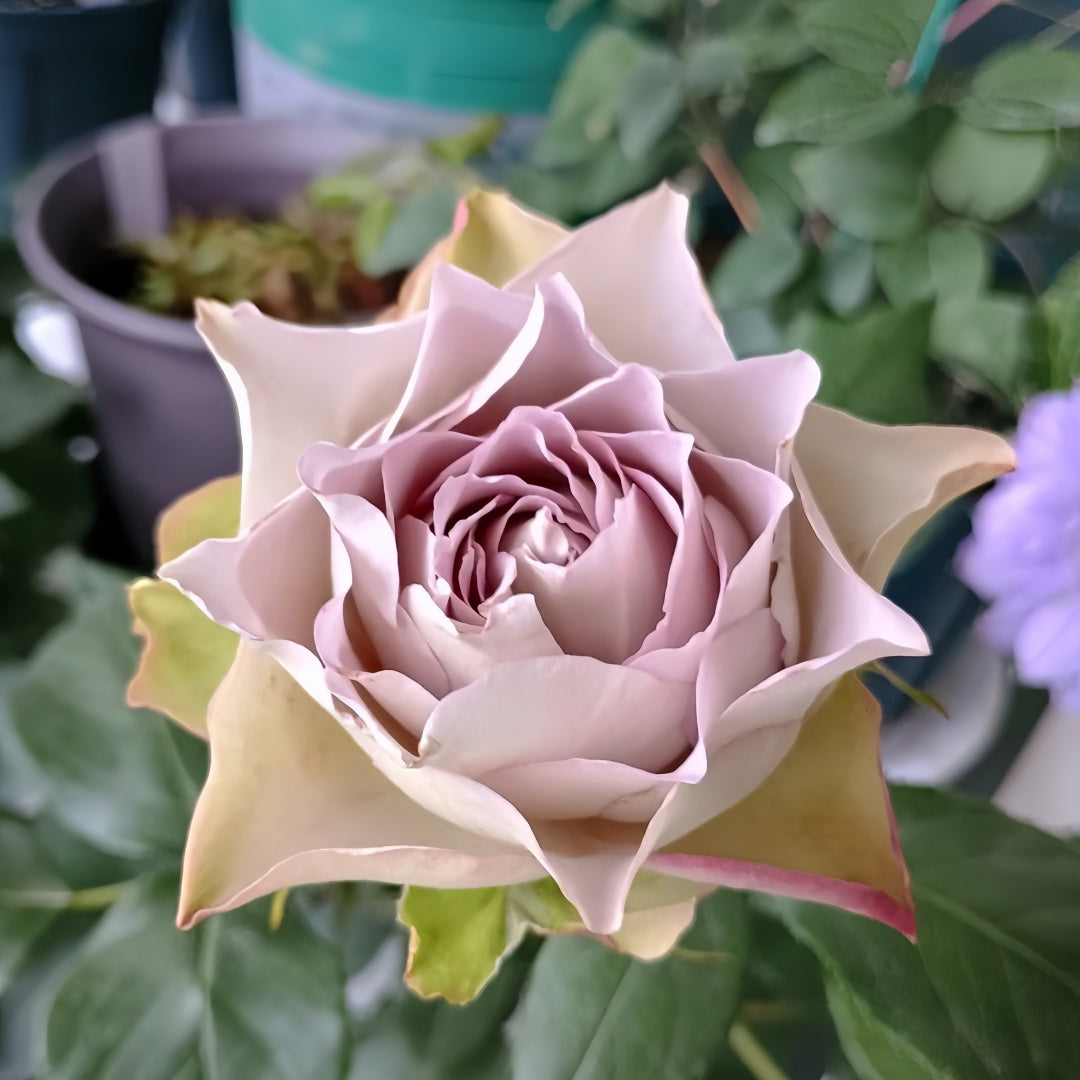 Lapis Veil Rose-青金石面纱｜Japanese Cut Rose – Ergongzy Roses
