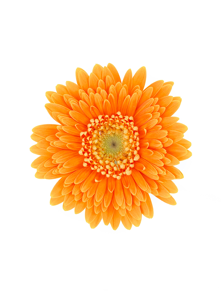 生花】ガーベラ(オレンジ) 品種おまかせ【60cm/静岡県】｜Flower Smith