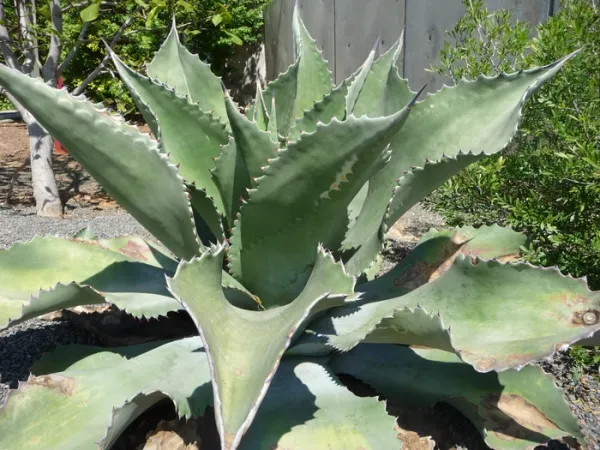 耐寒性植物の王様！アガベ「ミスター リップル（Agave 'Mr.Ripple