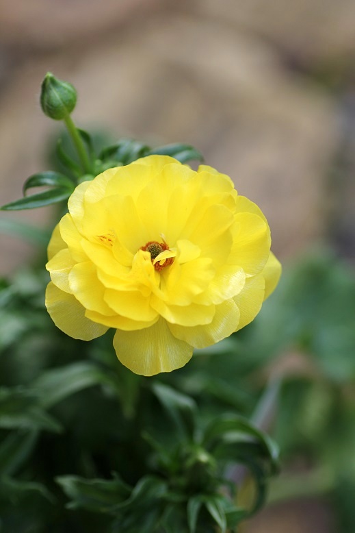 綾園芸さんのラナンキュラス ラックス『ピュタロス』 ジャンクガーデン