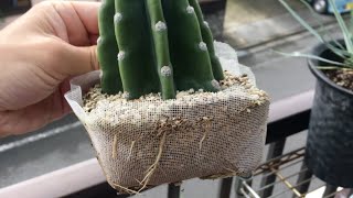 柱サボテンの胴切り・発根管理・ブランチ作り（鬼面角） - YouTube