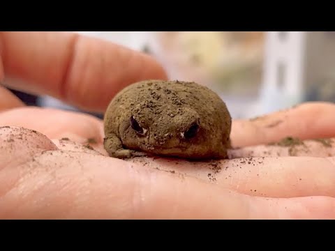 The frog that wants you to get in the water but never gets out of