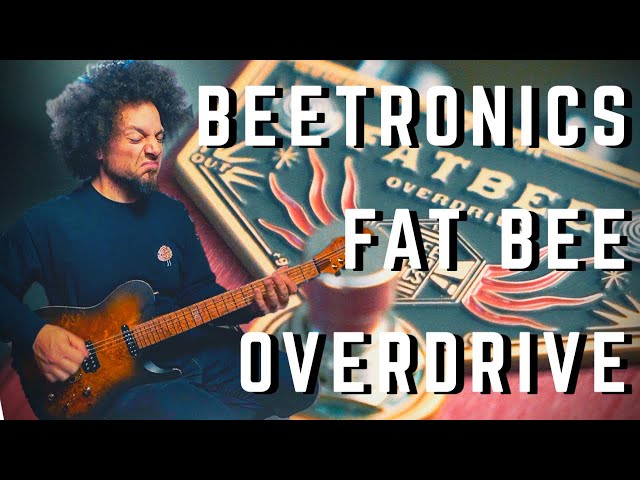 Gains As Thick As Honey | Beetronics Fat Bee Overdrive - YouTube