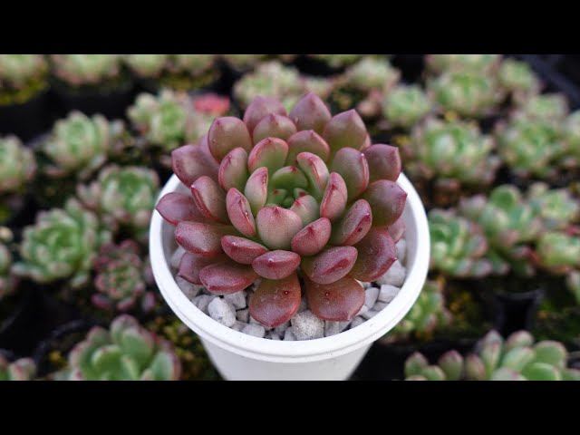 107 [Beautiful autumn leaves from a 100-yen store] The leaves look