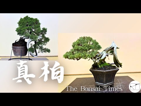 真柏】見所のある幹模様を生かして。 - YouTube