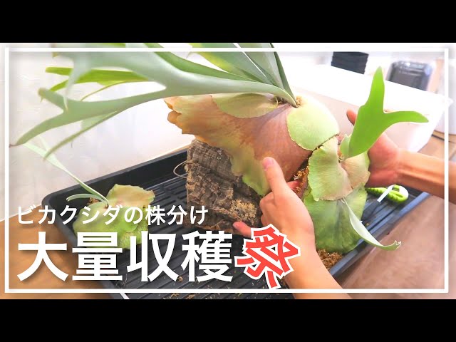 ビカクシダの子株を株分けしたら、想像以上に取れました。｜P. E-1