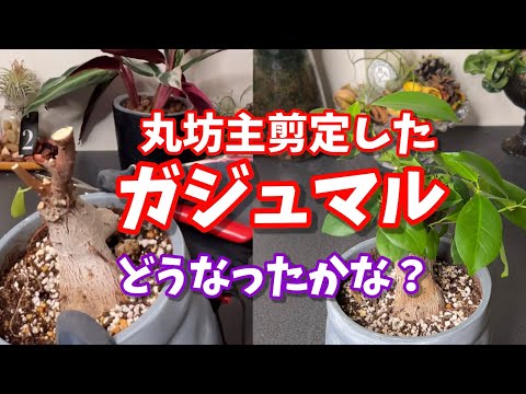 ガジュマル - YouTube