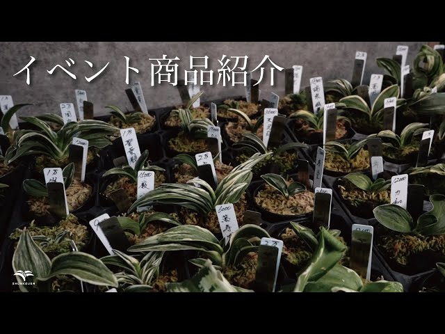 商品紹介】イベントに持っていく万年青を紹介 - YouTube