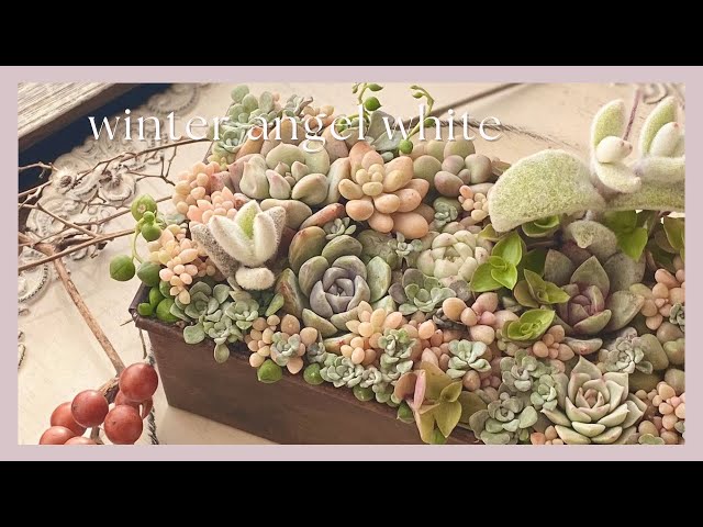多肉寄せ植え】『winter angel white』冬のエンゼルホワイト 【多肉