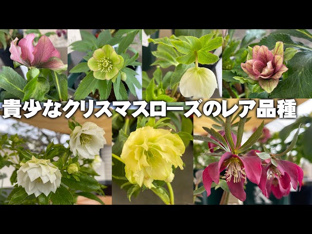 希少なクリスマスローズのレア品種たち【園芸】【ガーデニング】 - YouTube