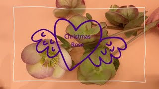 樹脂粘土クレイフラワー【花の観察】クリスマスローズ - YouTube