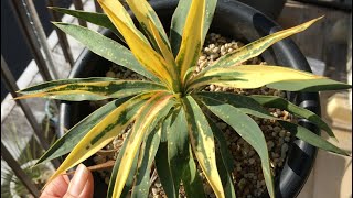 散り斑 ユッカグロリオサ 1年間でどの位 成長したか？ - YouTube