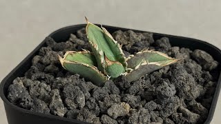 20251025 アガベ・チタノタ 巨歯鯊(芽)-004｜agave titanota megalodon