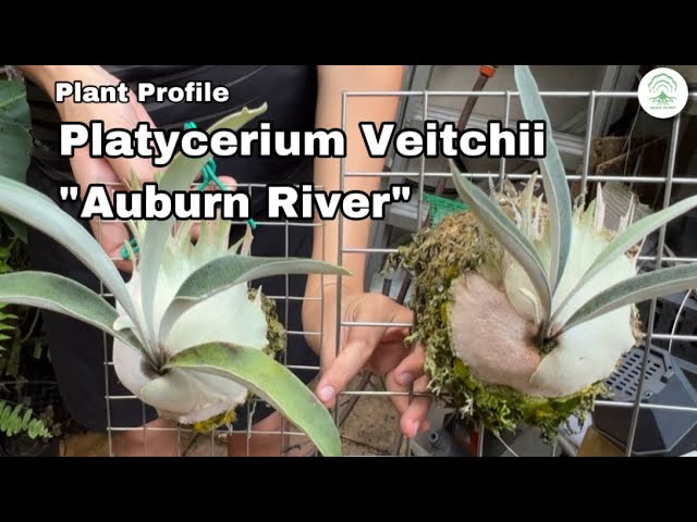 Platycerium Veitchii Auburn River Ep117 - YouTube