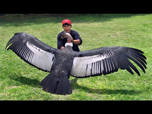 世界一大きな鳥 アンデスコンドル - YouTube
