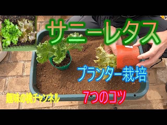 Sunny Lettuce] 7 Tips for Growing in a Planter 25/10/6 - YouTube