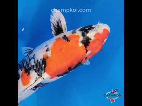 25F-001 Kin Showa - Champion Nishikigoi