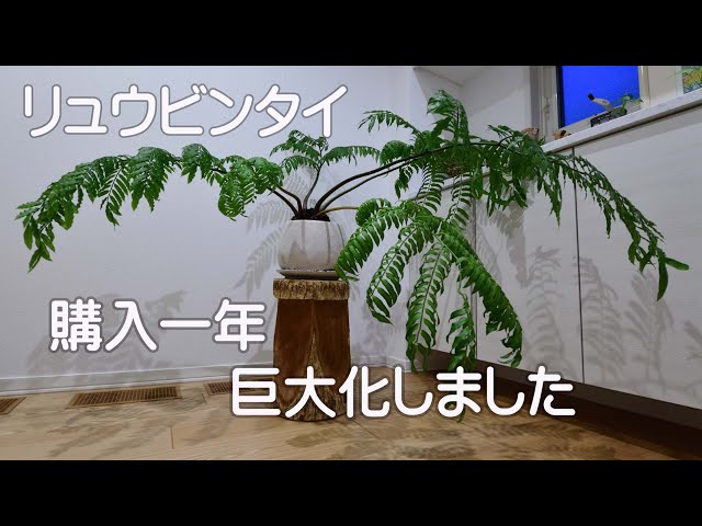 リュウビンタイ 巨大化しました - YouTube