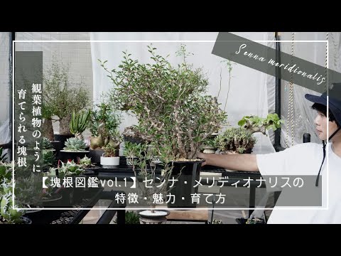 塊根図鑑vol 1】Senna meridionalis（センナ・メリディオナリス）の