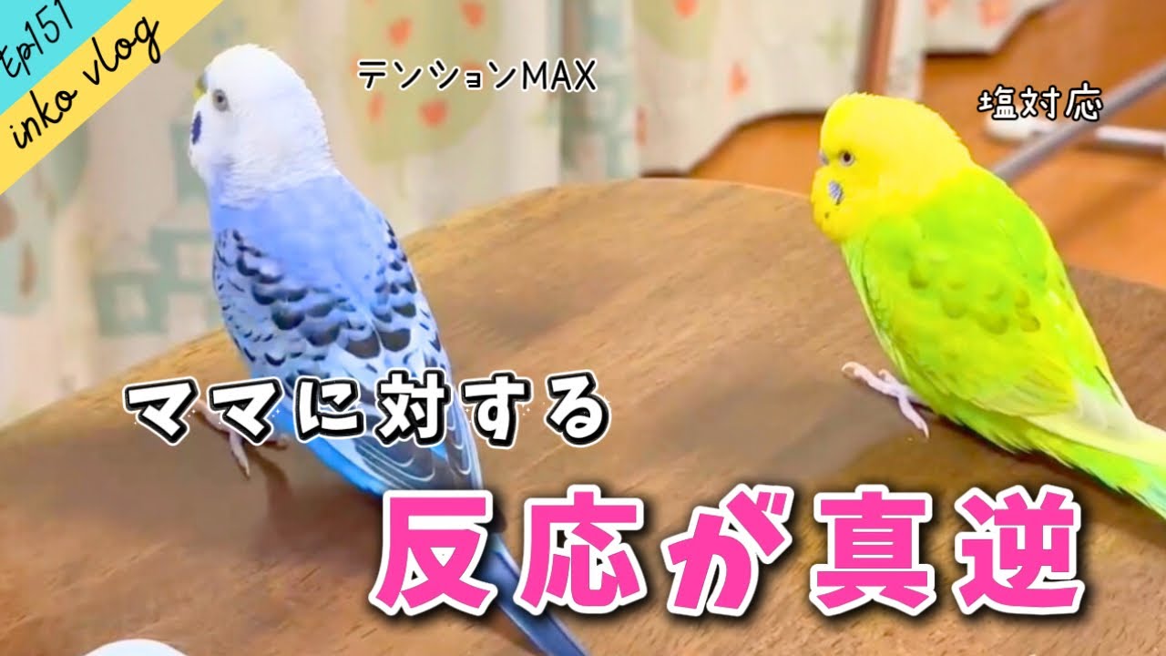 inko vlog】ママの歌に真逆の反応をするインコ兄弟【Ep.151】 - YouTube