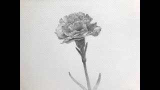 Beginner's Drawing Course - Drawing Flowers - Carnation 1/3
