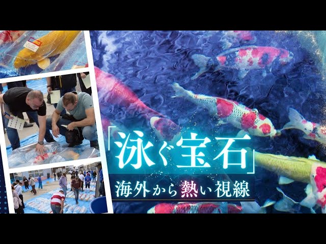 ビューティフル！」“泳ぐ宝石”ニシキゴイに円安で海外から熱い視線