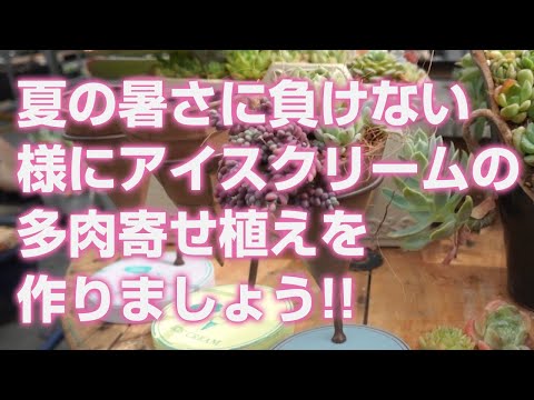 2024.08.01【多肉植物】夏の暑さに負けない様にアイスクリームの多肉