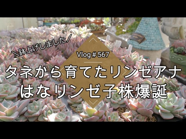 Vlog 567] [Succulents] Lindsey Anna grown from seed 🌱 Hana