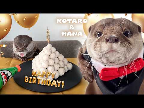 Otter Kotaro's Birthday Party with Meatball Pyramid Cake! - YouTube