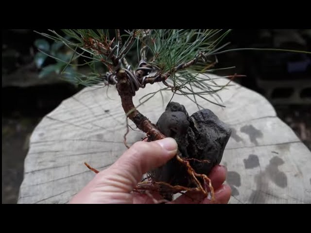 Bonsai diary】 ♯164 山採りした赤松で石付き盆栽を作る - YouTube