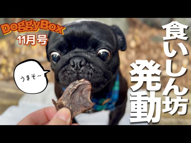 I went to see the autumn leaves with my dog ​​who has a great