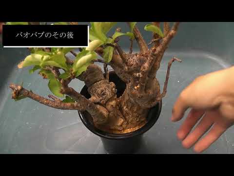 我が家の御神木 バオバブのその後＃1アダンソニア・ディギタータ