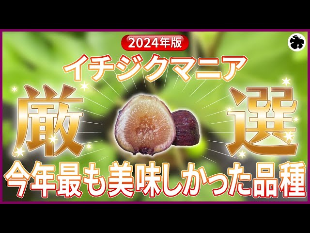 2024 Edition] The Most Delicious Figs (How to Grow Them) - YouTube