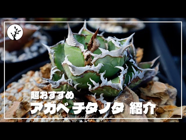 Introducing the features of the recommended Agave titanota oteroi